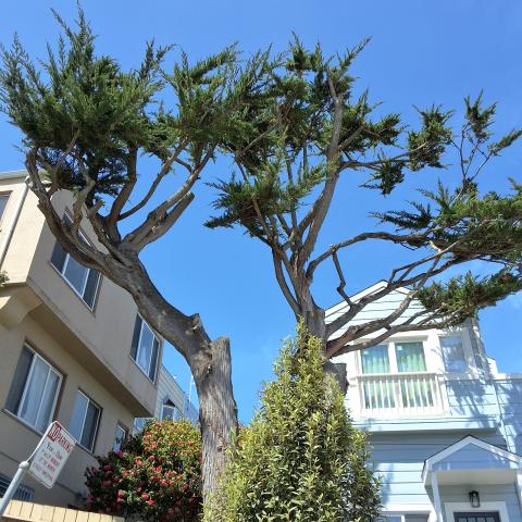 415 Victoria St. tree