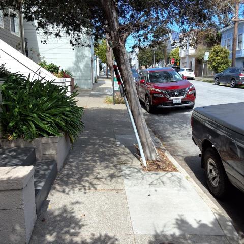 436 Arlington St. tree
