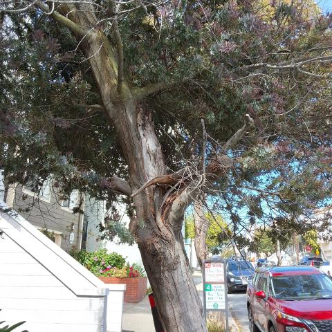 436 Arlington St. tree