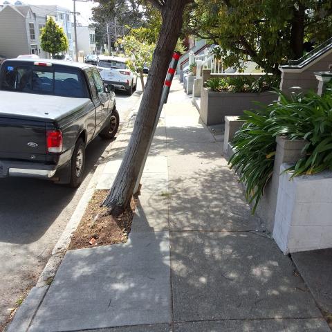 436 Arlington St. tree