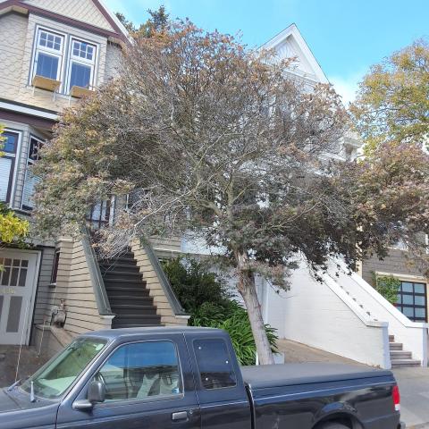 436 Arlington St. tree