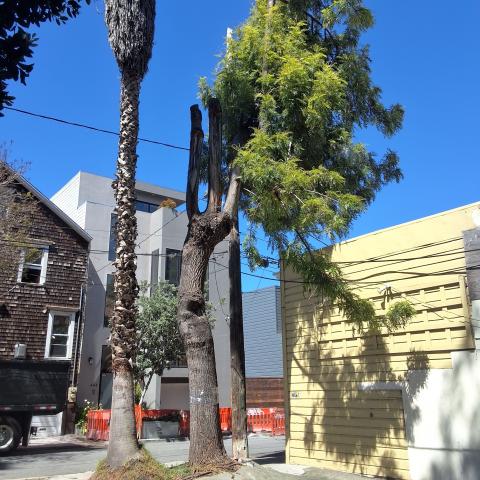 451 Ivy St. tree