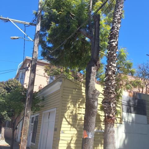 451 Ivy St. tree