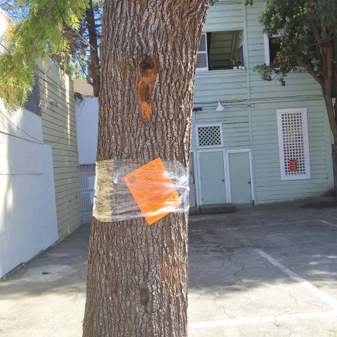 451 Ivy St. tree