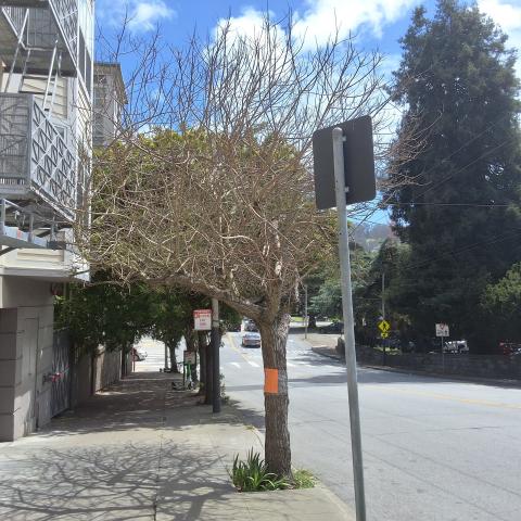 550 Stanyan St. tree