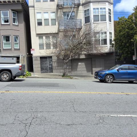 550 Stanyan St. tree