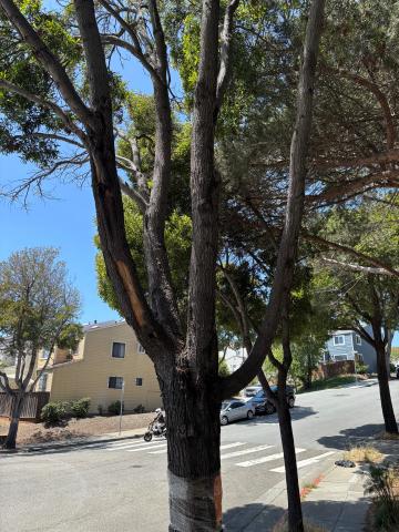 82 Whitney Young Circle tree