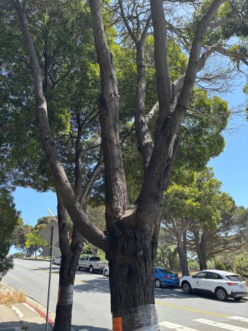 84 Whitney Young Circle tree