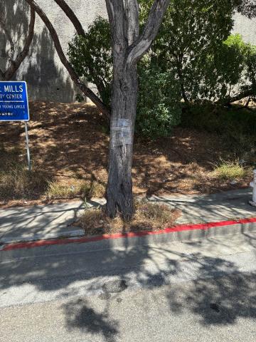 84 Whitney Young Circle tree