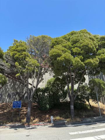 84 Whitney Young Circle tree