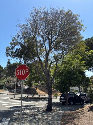 97 Whitney Young Circle tree