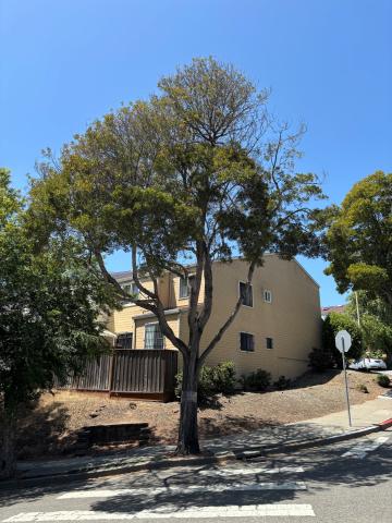 97 Whitney Young Circle tree