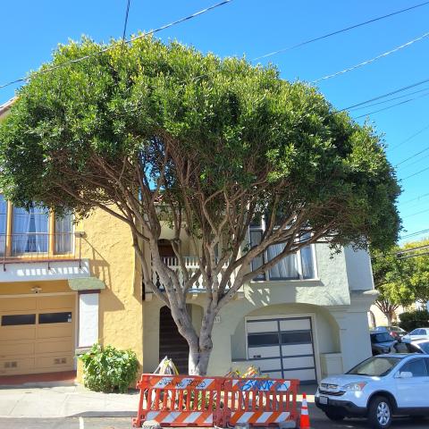 145 San Juan Ave tree