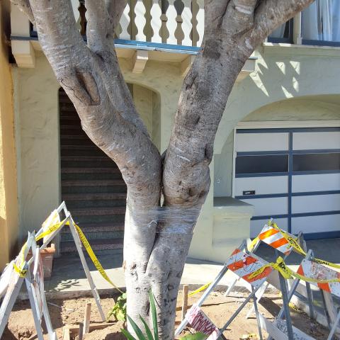 145 San Juan Ave tree
