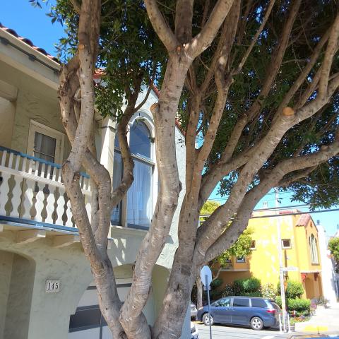 145 San Juan Ave tree