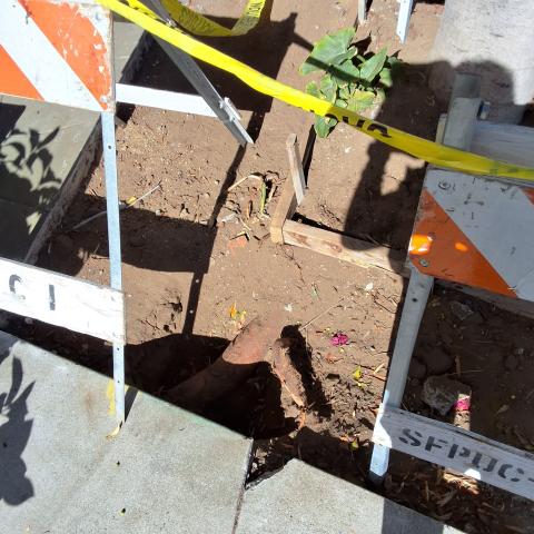 145 San Juan Ave tree