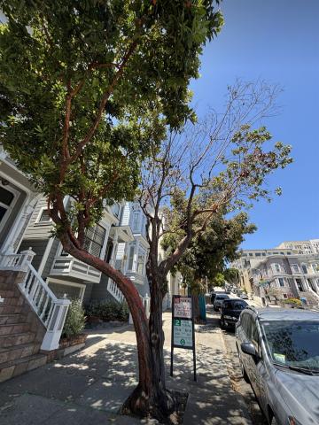 1845 Laguna St tree