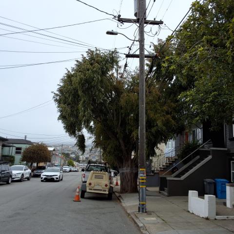 28 Santa Rosa Ave. tree