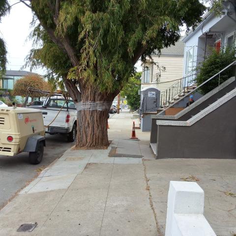 28 Santa Rosa Ave. tree