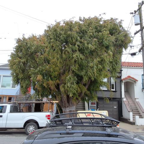 28 Santa Rosa Ave. tree
