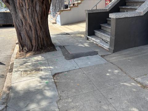 28 Santa Rosa Ave. tree