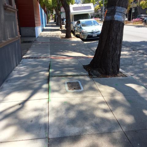 1244 Divisadero St. tree