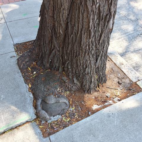 1244 Divisadero St. tree