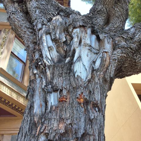 1244 Divisadero St. tree