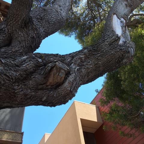 1244 Divisadero St. tree