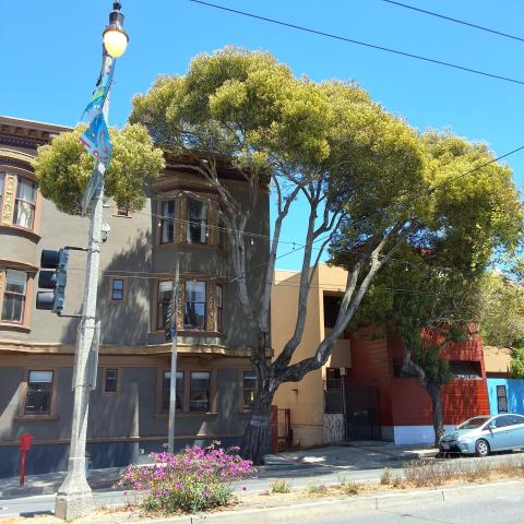 1244 Divisadero St. tree