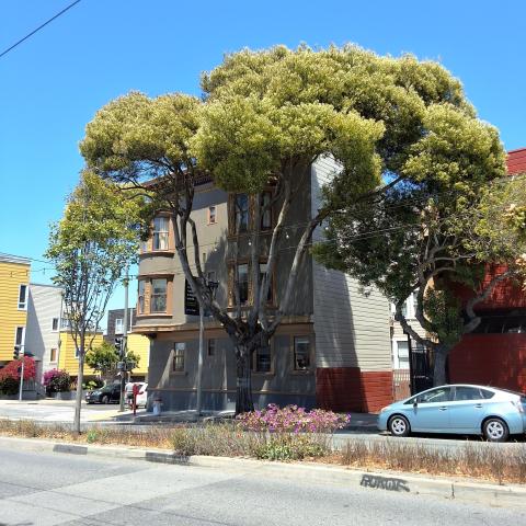 1244 Divisadero St. tree