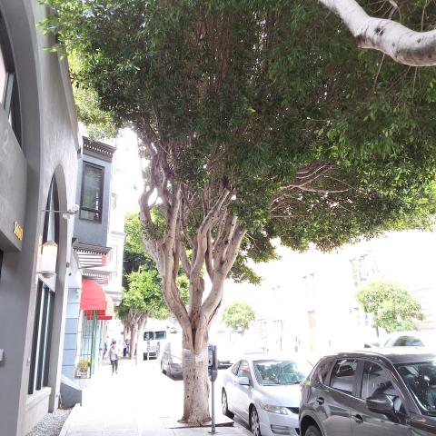 1460 Pine St. - Tree 1