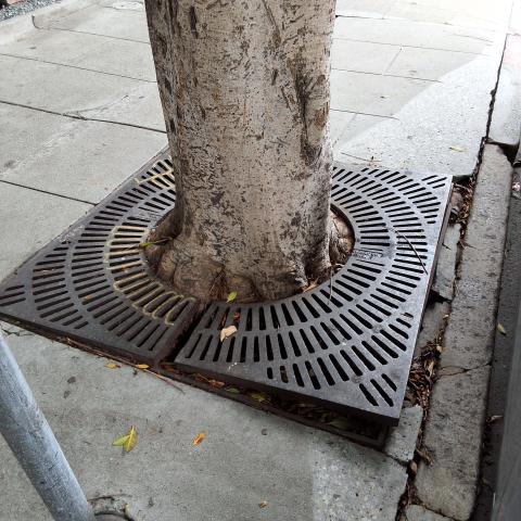 1460 Pine St. - Tree 1