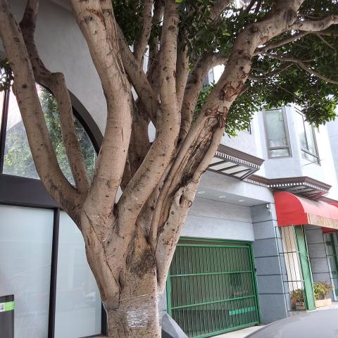 1460 Pine St. - Tree 1