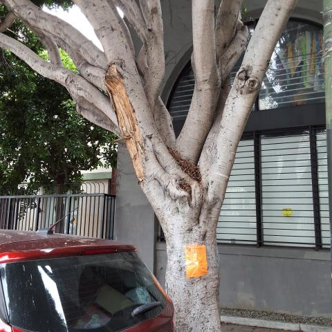 1460 Pine St. - Tree 4