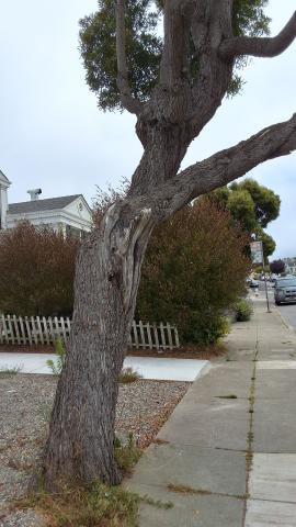 175 Denslowe Dr. tree