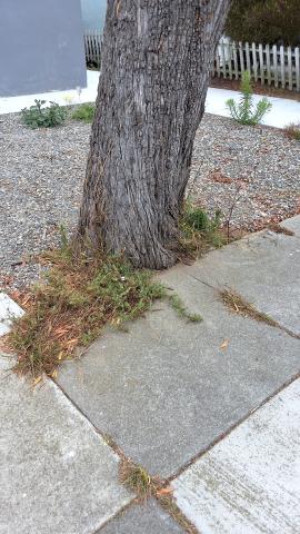 175 Denslowe Dr. tree