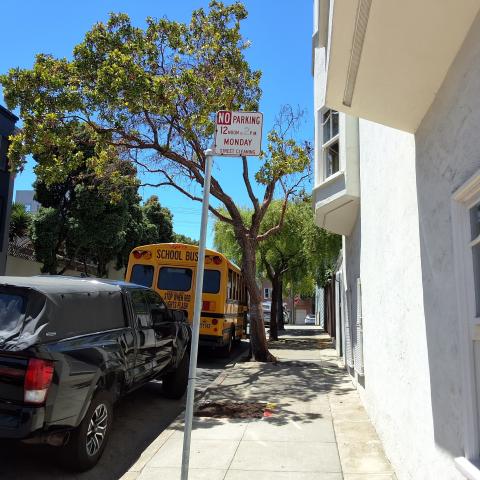 2 Madera St tree
