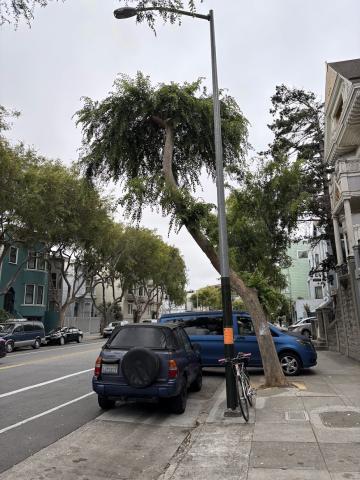 2862 Folsom St tree