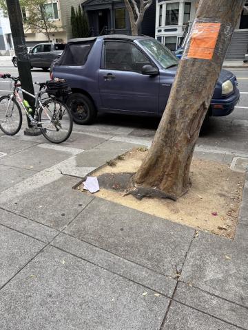 2862 Folsom St tree