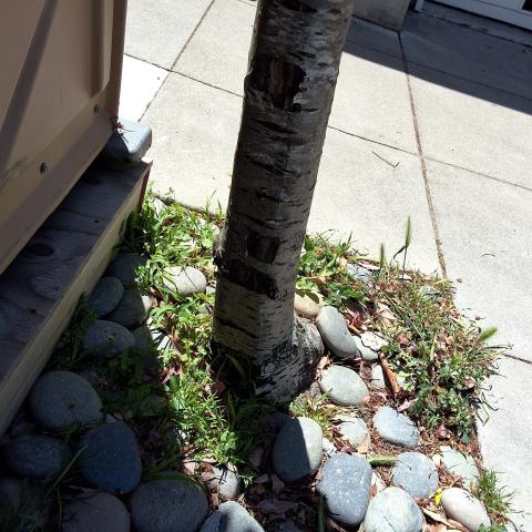 3753 21st St tree