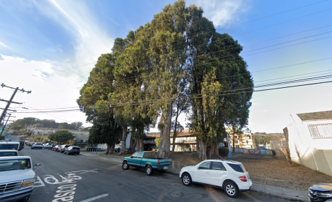 tree at 600 - 700 Velasco Ave 