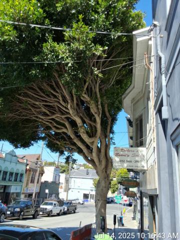 660 Chenery St tree