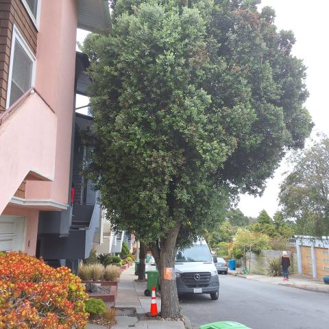 81 Turquoise Way tree