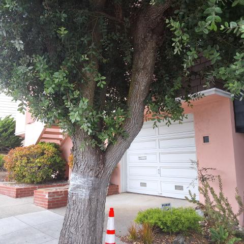 81 Turquoise Way tree