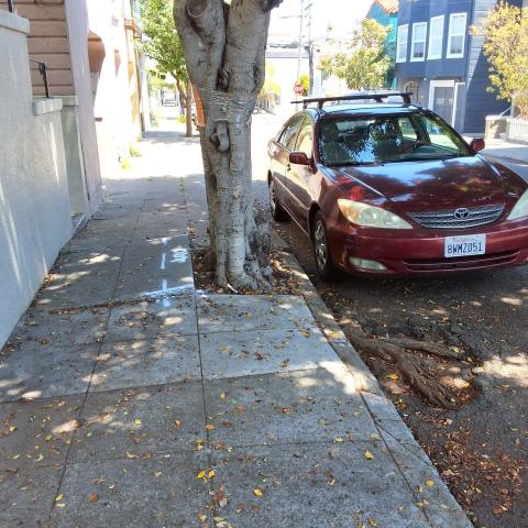 822 Moultrie St tree 