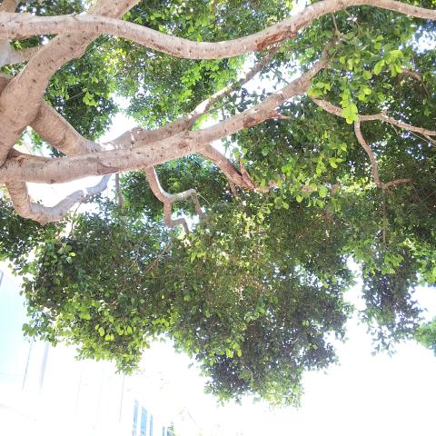 822 Moultrie St tree
