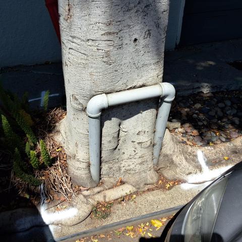 826 Moultrie St tree
