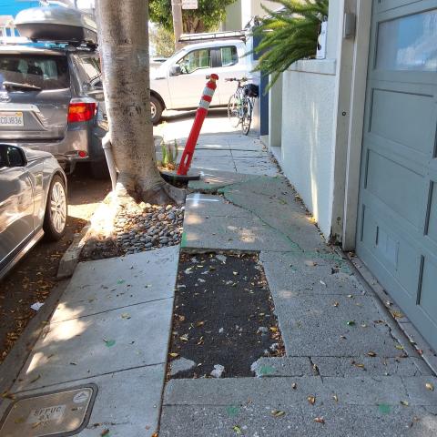 826 Moultrie St tree