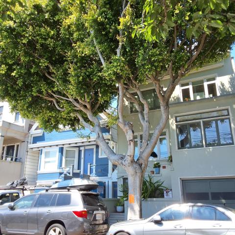 826 Moultrie St tree